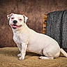 dog, white_dog, pet, canine, sitting, smiling, open_mouth, portrait, studio, indoor, rug, woven_rug, wooden_chair, blanket, rustic, brown_background, happy, animal, short_hair, tail