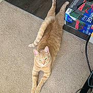 Simba joined the competition — help win amazing prizes! cat, orange_tabby, pet, animal, feline, stretching, lying_down, relaxed, carpet, floor, indoor, home, wood_floor, board_games, boxes, cables, tail, paws, whiskers, portrait