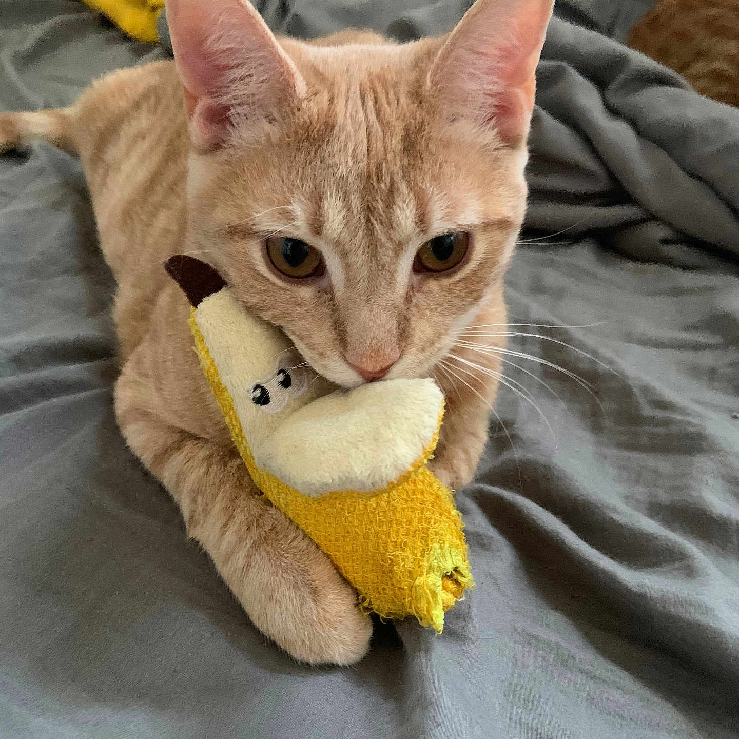 Simba