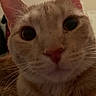 Simba joined the competition — help win amazing prizes! cat, ginger_cat, close_up, feline, pet, fur, whiskers, pink_nose, large_eyes, curious, portrait, animal, indoors, fluffy, orange_fur, face, muzzle, ears, photography, cozy