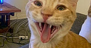 Simba joined the competition — help win amazing prizes! cat, ginger_cat, orange_cat, feline, yawning, open_mouth, teeth, tongue, whiskers, ears, eyes, pet, animal, close_up, portrait, sitting, couch, indoors, living_room, second_cat