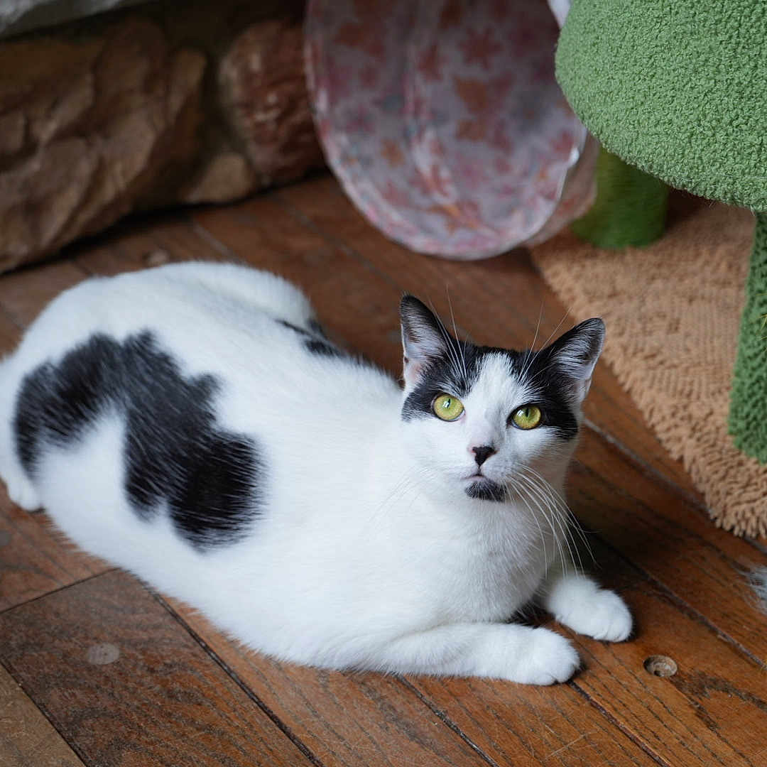 Margot is registered to the contest to win money with this photo: abyssinian, animal, architecture, building, cat, couch, furniture, hardwood, homedecor, indoors, interiordesign, kitten, manx, pattern, pet, plywood, siamese, towel, toy, wood