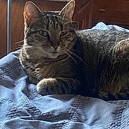 Buttercup joined the competition — help win amazing prizes! animal, bed, blanket, calm, cat, closeup, cozy, domestic_cat, ears, fur, furniture, indoor, light, pet, relaxed, resting, shadow, tabby_cat, whiskers, wood