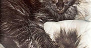 Black participe au concours pour gagner de l'argent avec cette photo : cat, black_cat, fluffy, long_hair, feline, pet, animal, glowing_eyes, lying_down, bed, bedroom, indoor, white_bedding, tail, whiskers, pointed_ears, portrait, close_up, furniture, home