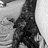 Black participe au concours pour gagner de l'argent avec cette photo : cat, kitten, black_cat, fluffy, long_hair, sleeping, relaxed, lying_down, blanket, sofa, couch, indoor, home, laundry_basket, toy_car, cozy, black_and_white, pet, whiskers, portrait