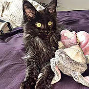 Black participe au concours pour gagner de l'argent avec cette photo : cat, kitten, black_cat, fluffy, long_hair, yellow_eyes, animal, pet, sitting, bed, bedroom, purple_bedding, stuffed_animal, plush_toy, portrait, indoors, cute, alert, fur, whiskers