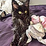 cat, kitten, black_cat, fluffy, long_hair, yellow_eyes, animal, pet, sitting, bed, bedroom, purple_bedding, stuffed_animal, plush_toy, portrait, indoors, cute, alert, fur, whiskers