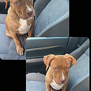 Aston participe au concours pour gagner de l'argent avec cette photo : dog, puppy, car_seat, gray_seat, seatbelt, car_interior, brown_dog, white_chest, pet, animal, looking_up, cute, young_dog, sitting, front_seat, car_door, window, cup_holder, drink_bottle, indoor