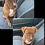 dog, puppy, car_seat, gray_seat, seatbelt, car_interior, brown_dog, white_chest, pet, animal, looking_up, cute, young_dog, sitting, front_seat, car_door, window, cup_holder, drink_bottle, indoor