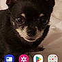 Diesel is registered to the contest to win money with this photo: canidae, carnivore, chihuahua, companion_dog, dog, dog_breed, dog_supply, ear, eye, fawn, font, fur, non_sporting_group, photo_caption, snout, sporting_group, terrestrial_animal, toy_dog, whiskers, working_animal
