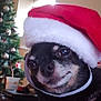 Diesel joined the competition — help win amazing prizes! animal, bostonbull, bulldog, canine, chihuahua, christmas, christmasdecorations, clothing, dog, face, festival, hat, head, person, pet, photography, plant, portrait, puppy, tree