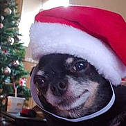 Diesel joined the competition — help win amazing prizes! animal, bostonbull, bulldog, canine, chihuahua, christmas, christmasdecorations, clothing, dog, face, festival, hat, head, person, pet, photography, plant, portrait, puppy, tree