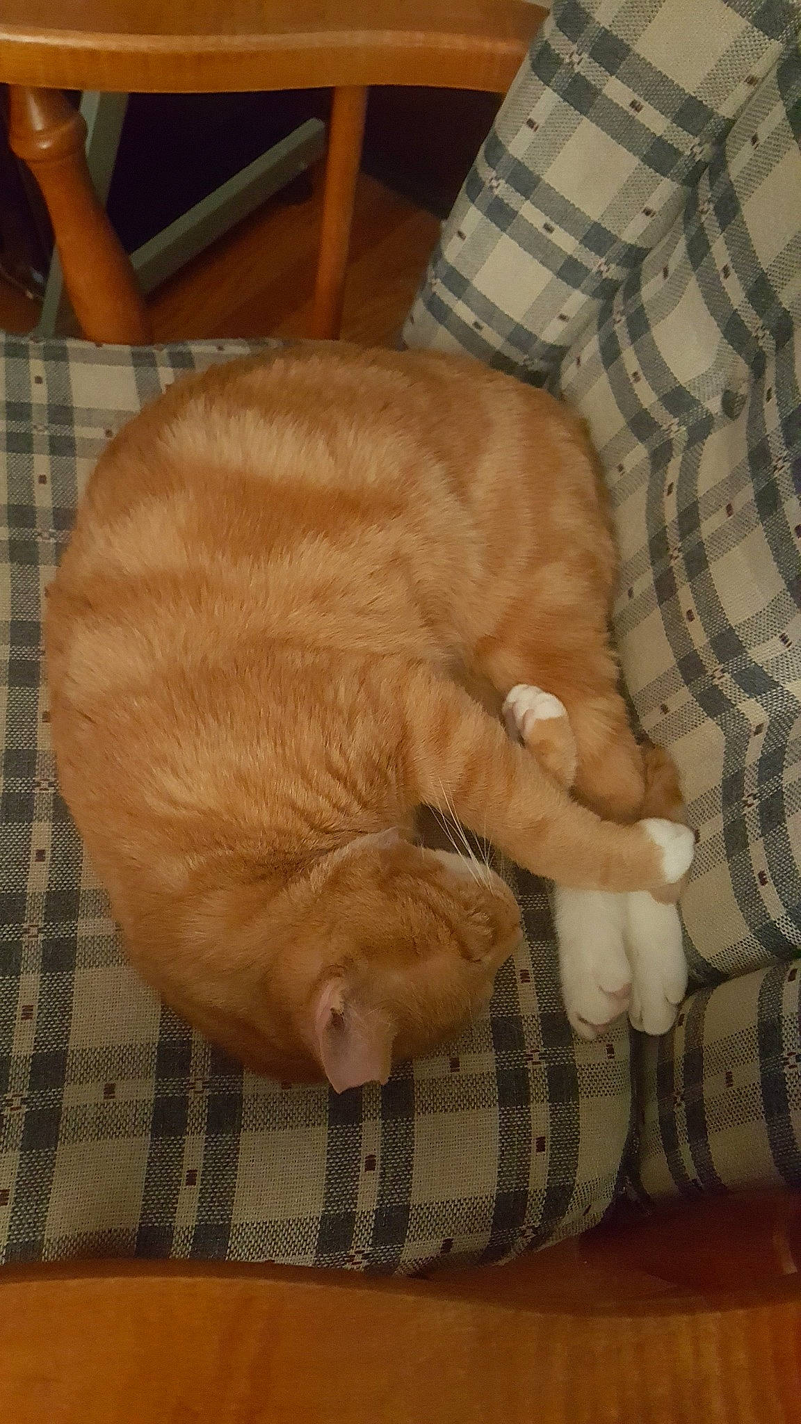 Bubs is registered to the contest to win money with this photo: canidae, carnivore, cat, claw, european_shorthair, fawn, felidae, paw, small_to_medium_sized_cats, snout, sporting_group, tail, whiskers