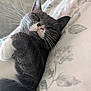 bed, bedding, cat, close_up, cozy, cute, domestic_cat, floral_pattern, fur, gray_and_white, indoor, nap, nose, paw, pet, portrait, relaxed, sleeping, sleepy, whiskers