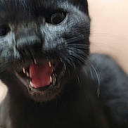 Lucky is registered to the contest to win money with this photo: black_cat, close_up, blurry, mouth_open, teeth, tongue, whiskers, indoor, pet, animal, feline, ears, fur, expression, face, nose, eye, blur, background, soft_light