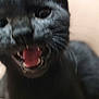 black_cat, close_up, blurry, mouth_open, teeth, tongue, whiskers, indoor, pet, animal, feline, ears, fur, expression, face, nose, eye, blur, background, soft_light