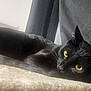 Lucky is registered to the contest to win money with this photo: cat, black_cat, yellow_eyes, animal, pet, feline, indoor, curtains, soft_surface, relaxed, lying_down, close_up, whiskers, ears, fur, domestic_animal, cute, resting, cozy, portrait
