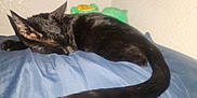 Lucky joined the competition — help win amazing prizes! black_cat, sleeping, pillow, indoor, plush_toys, tail, resting, cozy, fur, cute, pet, animal, soft_light, relaxation, domestic, wall, blue, quiet, peaceful, feline