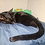black_cat, sleeping, pillow, indoor, plush_toys, tail, resting, cozy, fur, cute, pet, animal, soft_light, relaxation, domestic, wall, blue, quiet, peaceful, feline