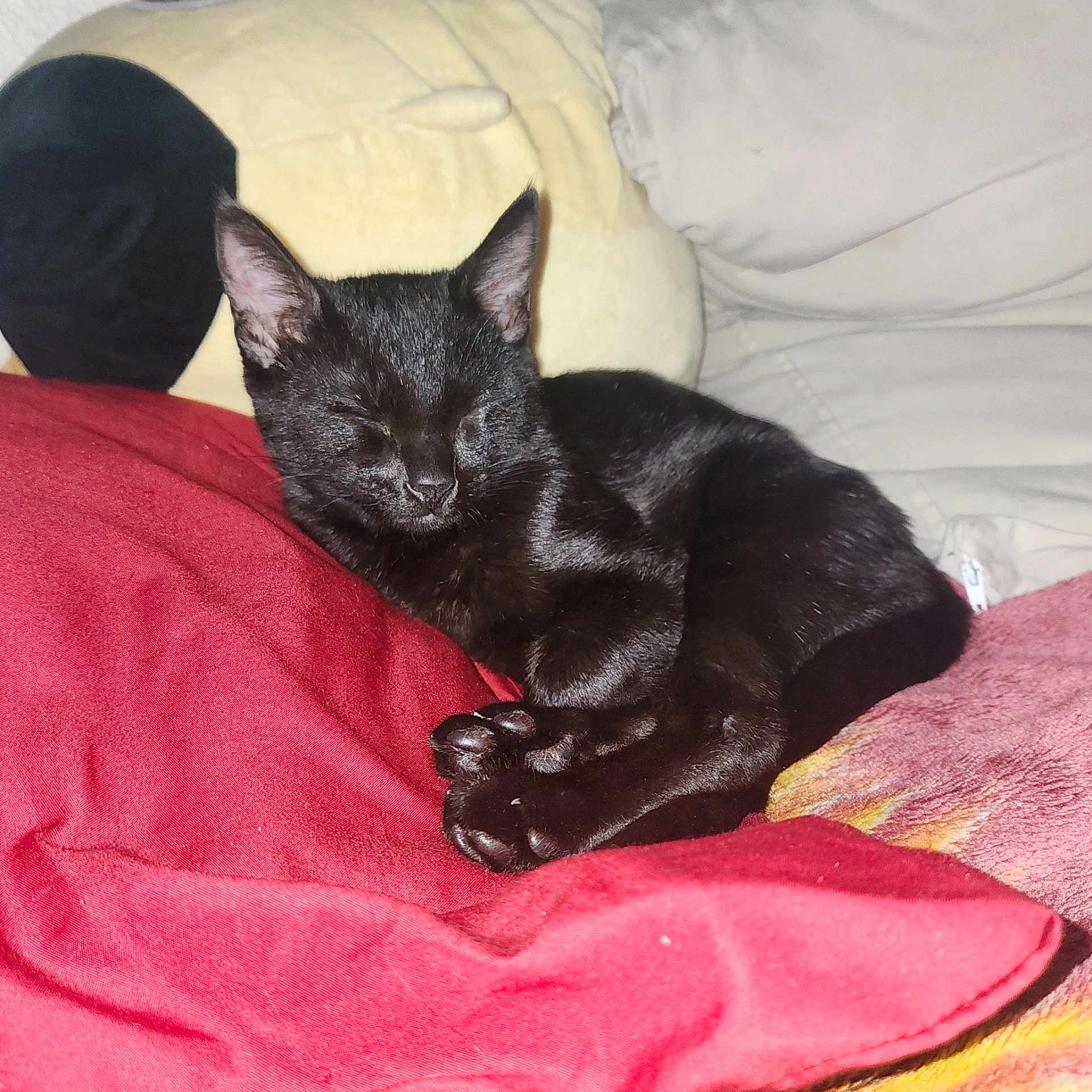 Lucky joined the competition — help win amazing prizes! black_cat, cat, sleeping, cozy, bed, blanket, pillow, animal, pet, feline, relaxing, indoors, soft, comfort, cute, fur, resting, domestic_cat, nap, warm