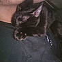 Lucky joined the competition — help win amazing prizes! black_cat, sleeping_cat, cat_paw, person, chest, black_shirt, cozy, nap, pet, animal, indoor, fur, whiskers, clothing, resting, close_up, domestic_cat, cute, companion, relaxation