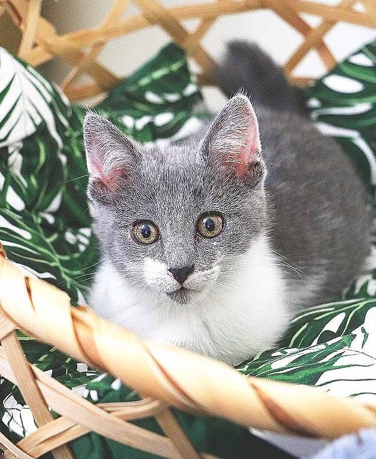 Echo a rejoint le concours — aidez-le/la à gagner de superbes lots ! carnivore, cat, comfort, domestic_short_haired_cat, fawn, felidae, fur, grass, grey, pattern, photo_caption, sitting, small_to_medium_sized_cats, snout, tail, terrestrial_animal, whiskers, wildlife