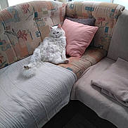 Gamin participe au concours pour gagner de l'argent avec cette photo : angora, animal, blanket, cat, chair, chaise, couch, cushion, furniture, homedecor, kitten, pet, pillow