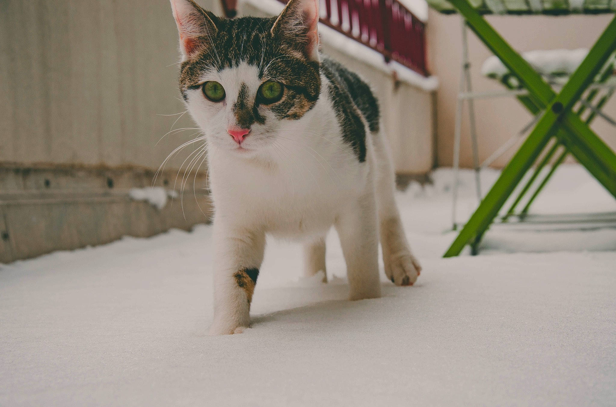 Randy a rejoint le concours — aidez-le/la à gagner de superbes lots ! carnivore, cat, collar, domestic_short_haired_cat, felidae, flowerpot, freezing, fur, paw, small_to_medium_sized_cats, snout, snow, tail, terrestrial_animal, tree, whiskers, wildlife, winter