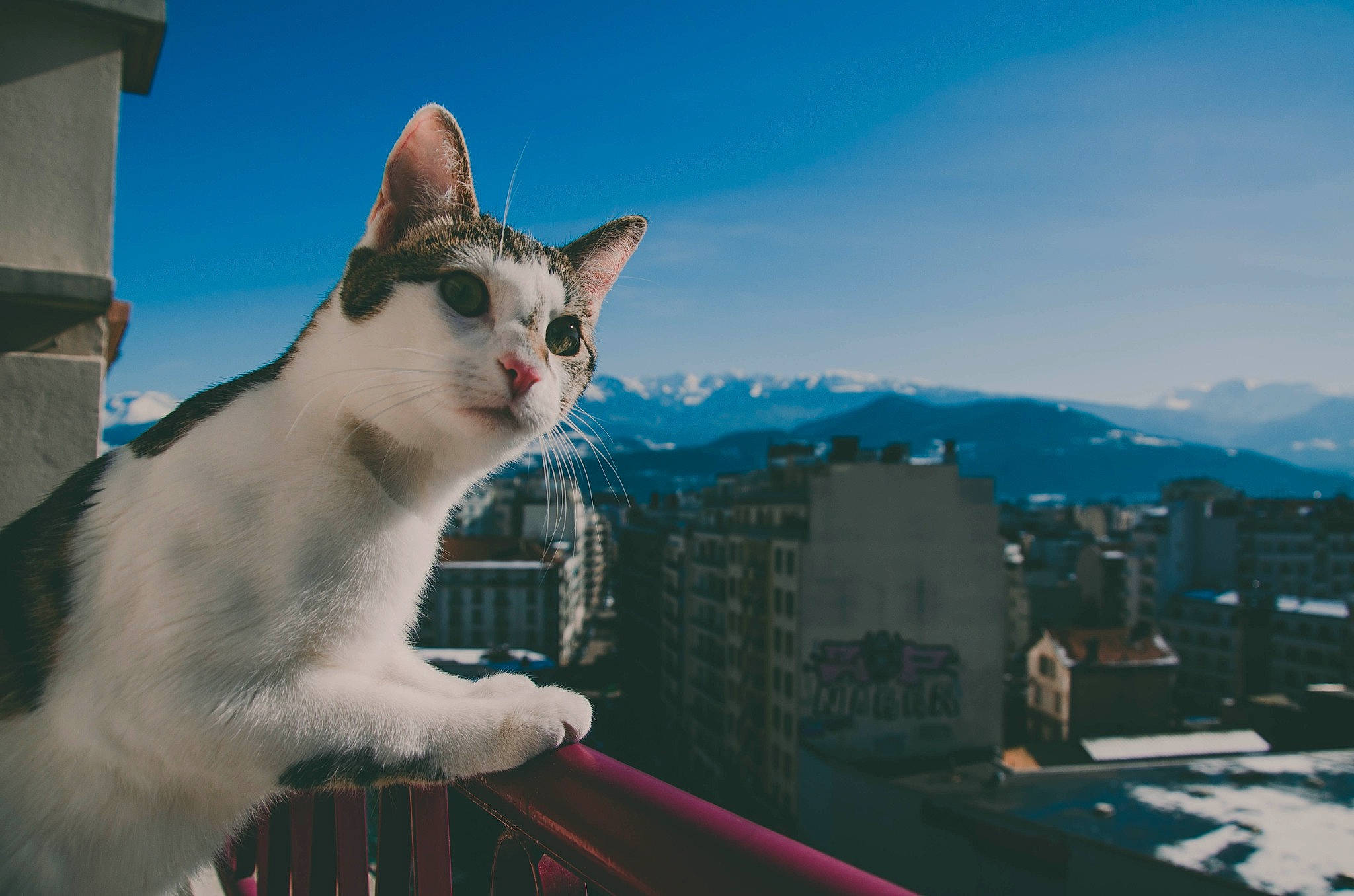 Randy a rejoint le concours — aidez-le/la à gagner de superbes lots ! building, carnivore, cat, city, cloud, domestic_short_haired_cat, felidae, fur, grass, horizon, roof, sitting, sky, small_to_medium_sized_cats, tail, travel, tree, vacation, whiskers, winter