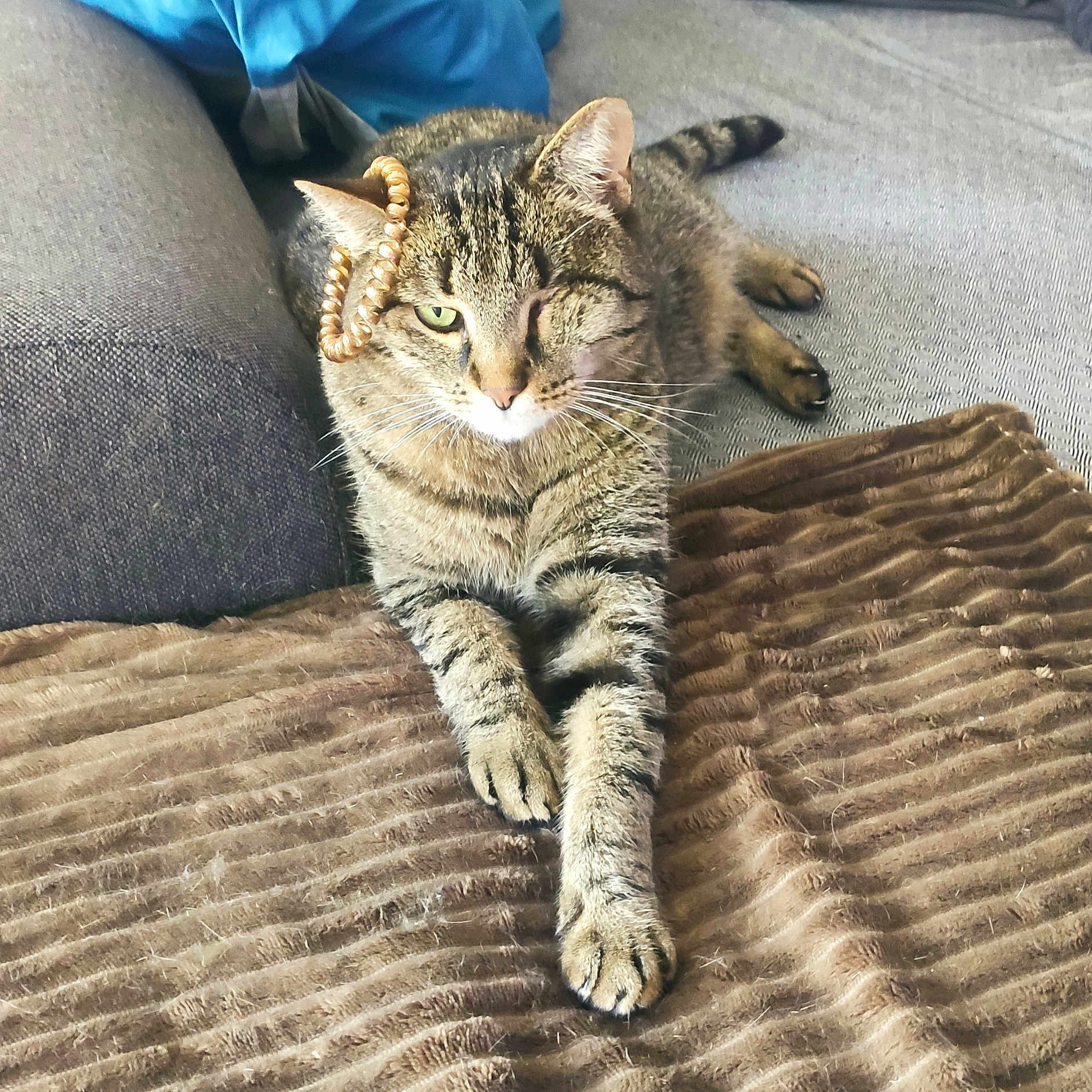 Miaouss participe au concours pour gagner de l'argent avec cette photo : abyssinian, animal, architecture, blanket, building, cat, chair, couch, cushion, egyptiancat, furniture, homedecor, indoors, kitten, livingroom, manx, person, pet, room, sleeping