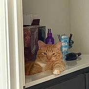 Oliver is registered to the contest to win money with this photo: cat, orange_tabby, countertop, household_items, spray_bottle, deodorant, hairbrush, door_frame, indoor, relaxed, pet, feline, orange_fur, white_paw, wall, cabinet, still_life, domestic, resting, close_up