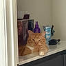 cat, orange_tabby, countertop, household_items, spray_bottle, deodorant, hairbrush, door_frame, indoor, relaxed, pet, feline, orange_fur, white_paw, wall, cabinet, still_life, domestic, resting, close_up