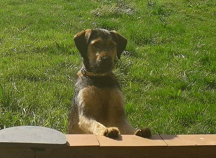 Chupa a rejoint le concours — aidez-le/la à gagner de superbes lots ! canidae, carnivore, dog, dog_breed, fawn, labrador_retriever, liver, mammal, patterdale_terrier, pointing_breed, retriever, snout, sporting_group, vertebrate