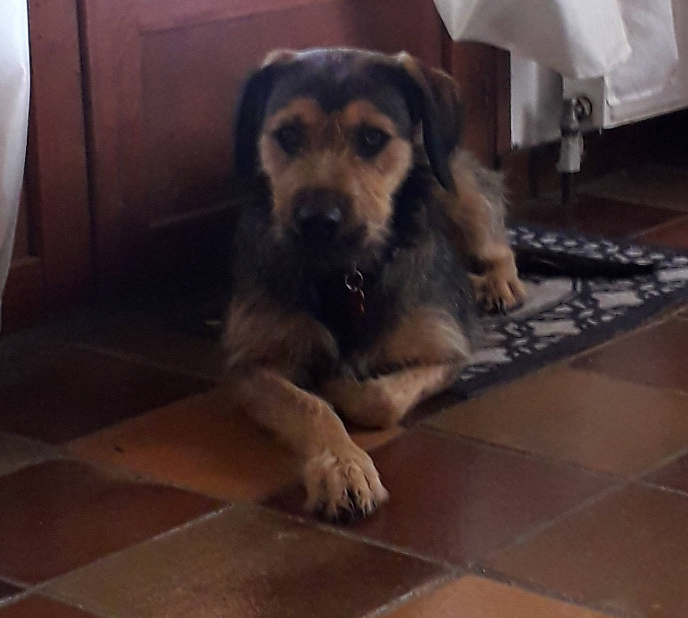 Chupa a rejoint le concours — aidez-le/la à gagner de superbes lots ! canidae, carnivore, companion_dog, dog, dog_breed, fawn, floor, flooring, german_shepherd_dog, puppy, snout, sporting_group, street_dog