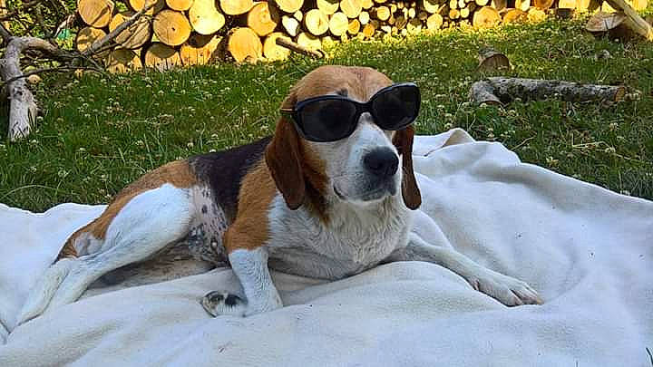 Zurra participe au concours pour gagner de l'argent avec cette photo : american_foxhound, beagle, canidae, carnivore, companion_dog, coonhound, dog, dog_breed, english_coonhound, estonian_hound, eyewear, finnish_hound, harrier, hound, mammal, rare_breed_dog, schweizer_laufhund, sporting_group, treeing_walker_coonhound, vertebrate