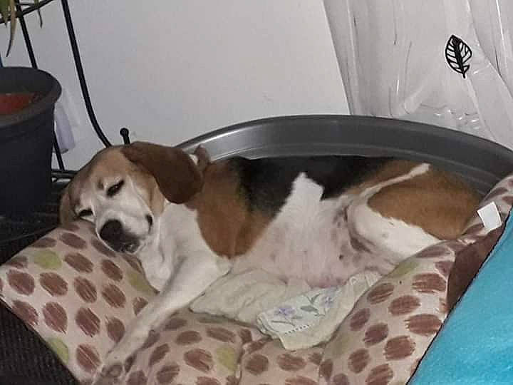 Zurra a rejoint le concours — aidez-le/la à gagner de superbes lots ! beagle, canidae, carnivore, companion_dog, dog, dog_breed, harrier, mammal, pointer, snout, sporting_group