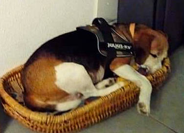 Zurra participe au concours pour gagner de l'argent avec cette photo : beagle, beagle_harrier, canidae, carnivore, cat, companion_dog, dog, dog_breed, drever, estonian_hound, felidae, finnish_hound, grand_anglo_francais_tricolore, harrier, hound, nap, paw, pocket_beagle, puppy, scent_hound