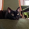 cat, black_cat, pet, animal, feline, whiskers, ears, eyes, lying_down, resting, cushion, chair, indoor, home, furniture, portrait, close_up, black_fur, cozy, window