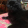 black_cat, cat, feline, pet, animal, whiskers, ears, fur, close_up, portrait, winking, relaxed, sitting, lying_down, indoor, bed, floral_bedding, home, bookshelf, cozy