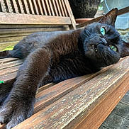 Moka a rejoint le concours — aidez-le/la à gagner de superbes lots ! cat, black_cat, feline, pet, animal, green_eyes, fluffy, fur, relaxed, lounging, sitting, wooden_chair, outdoor, patio, garden, potted_plant, close_up, portrait, weathered_wood, funny_expression