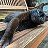 cat, black_cat, feline, pet, animal, green_eyes, fluffy, fur, relaxed, lounging, sitting, wooden_chair, outdoor, patio, garden, potted_plant, close_up, portrait, weathered_wood, funny_expression