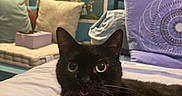 Moka a rejoint le concours — aidez-le/la à gagner de superbes lots ! cat, black_cat, pet, animal, feline, whiskers, ears, eyes, tongue, sitting, bed, bedroom, pillows, blanket, indoors, portrait, close_up, cozy, colorful, funny