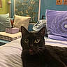cat, black_cat, pet, animal, feline, whiskers, ears, eyes, tongue, sitting, bed, bedroom, pillows, blanket, indoors, portrait, close_up, cozy, colorful, funny