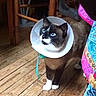 Vanille a rejoint le concours — aidez-le/la à gagner de superbes lots ! cat, tuxedo_cat, blue_eyes, cone_collar, pet, animal, standing, indoor, wooden_floor, chair, furniture, whiskers, pointed_ears, white_paws, black_fur, brown_fur, blue_leash, colorful_fabric, portrait, veterinary_care