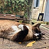 Vanille a rejoint le concours — aidez-le/la à gagner de superbes lots ! cat, sleeping, relaxed, outdoor, garden, wooden_deck, autumn, leaves, sunlight, fur, black_and_white, brown_fur, white_paws, whiskers, animal, pet, resting, backyard, window, potted_plant