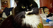 Réglisse participe au concours pour gagner de l'argent avec cette photo : cat, black_and_white, tuxedo_cat, longhaired, portrait, close_up, green_eyes, whiskers, ears, fur, pet, animal, indoors, home, office, table, books, windows, chair, photography