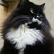 Réglisse a rejoint le concours — aidez-le/la à gagner de superbes lots ! cat, black_and_white, fluffy, longhaired, tuxedo_cat, green_eyes, whiskers, fur, pet, animal, portrait, closeup, indoors, sitting, alert, dramatic, cute, domestic_cat, facial_markings, photography