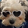 dog, fluffy, sunglasses, heart_shaped, pet, cute, close_up, fur, nose, animal, accessory, relaxed, cozy, blanket, indoor, portrait, whiskers, soft, sleepy, companion