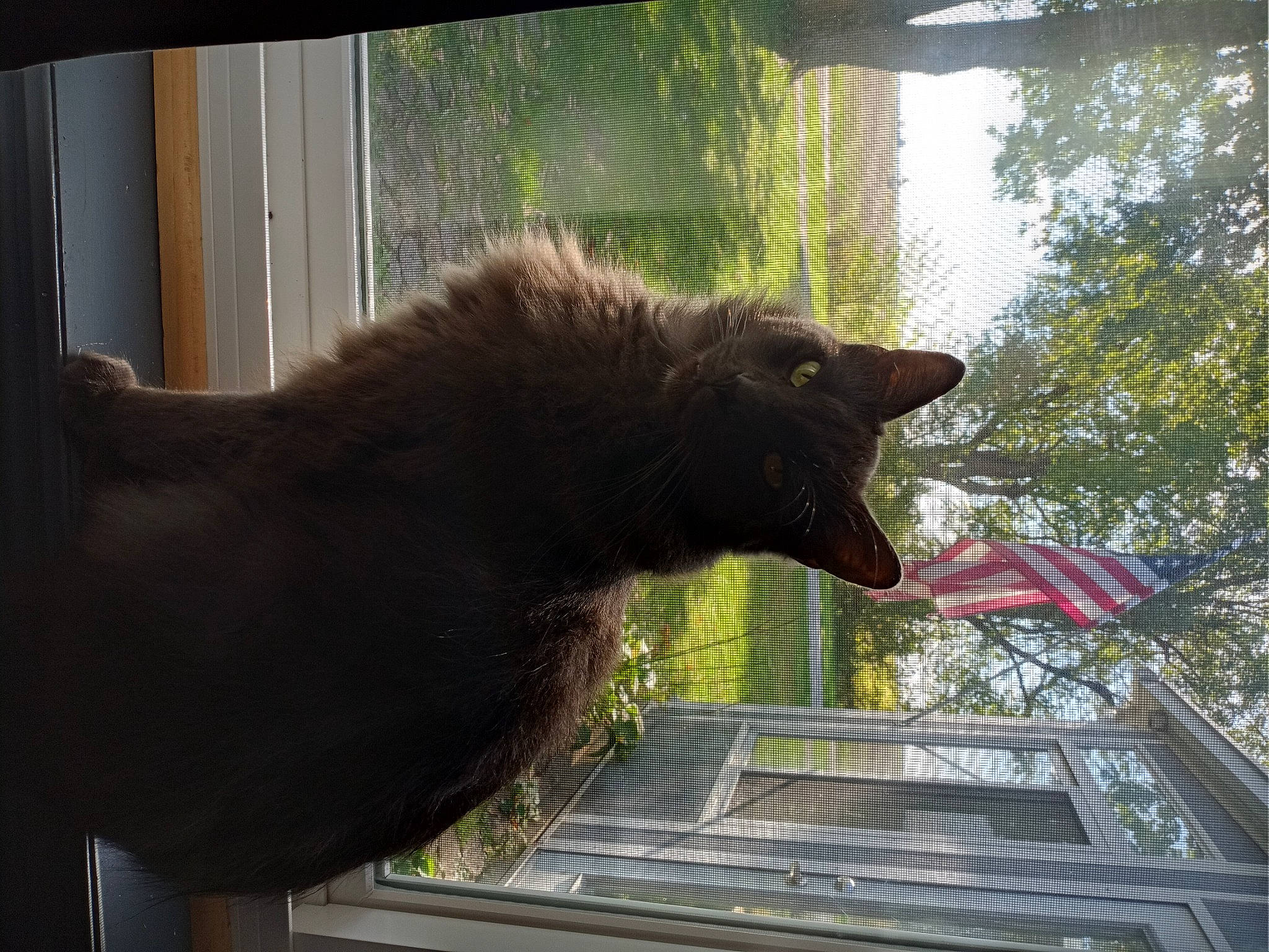 Storm is registered to the contest to win money with this photo: black_cat, brown_bear, canidae, carnivore, cat, domestic_short_haired_cat, felidae, fur, mammal, plant, small_to_medium_sized_cats, snout, sporting_group, tail, terrestrial_animal, tints_and_shades, tree, whiskers, window, wood