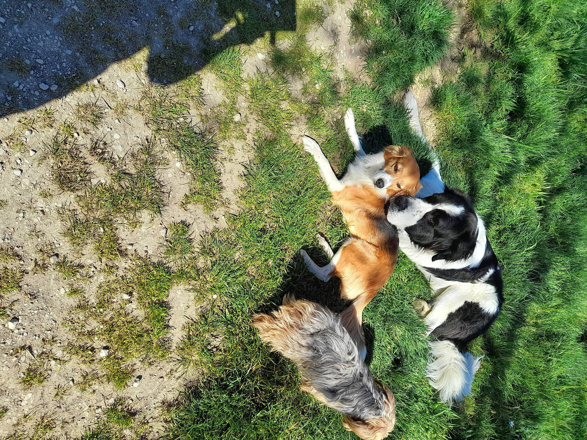 Cooper a rejoint le concours — aidez-le/la à gagner de superbes lots ! basset_hound, beagle_harrier, canidae, carnivore, companion_dog, dog, dog_breed, fawn, fur, grass, herding_dog, leisure, paw, plant, rock, scent_hound, sporting_group, tail, terrestrial_animal, working_dog